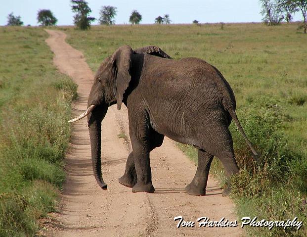 Why did the elephant cross the road.jpg